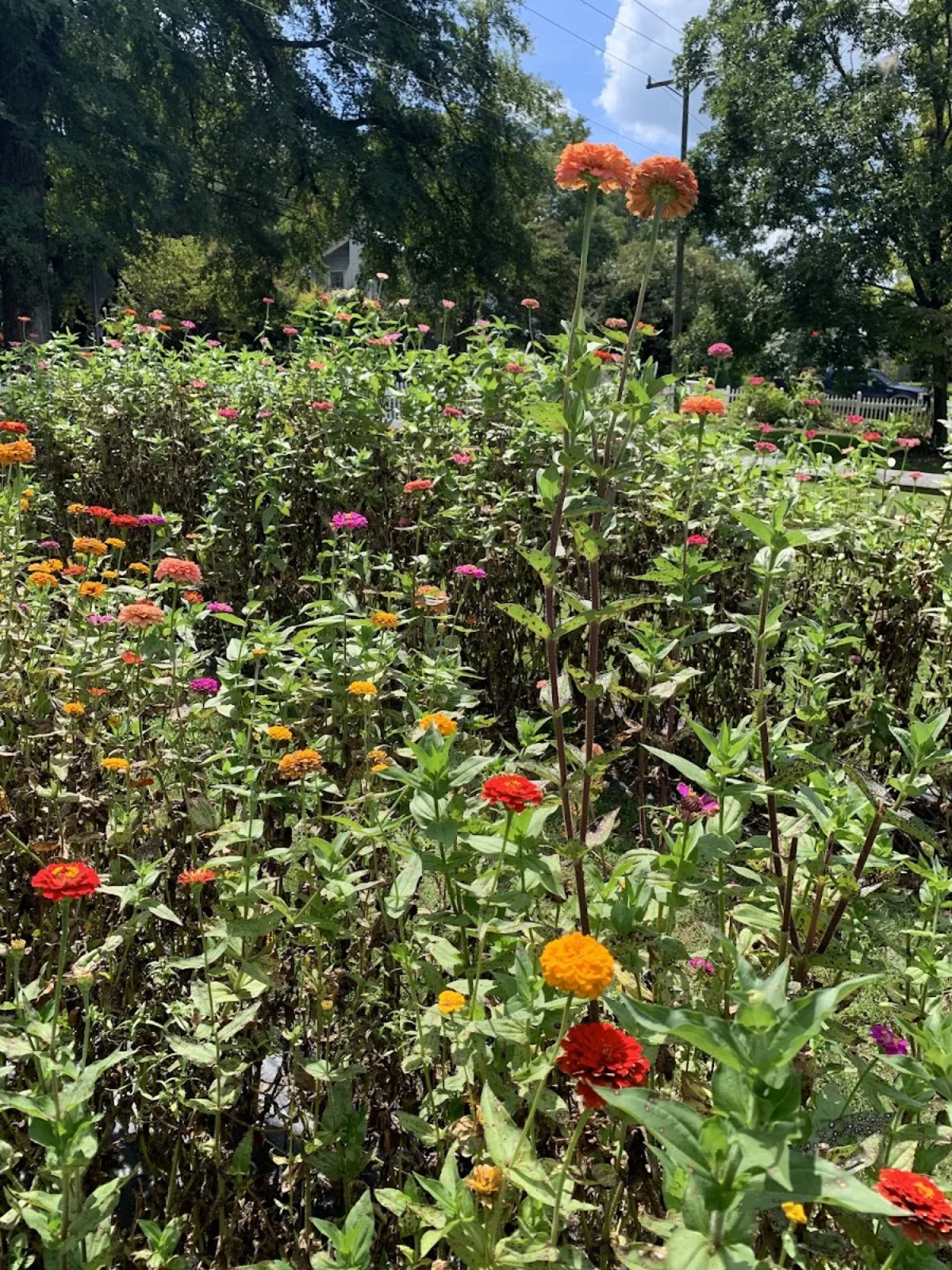Gold Hill Flower Co.