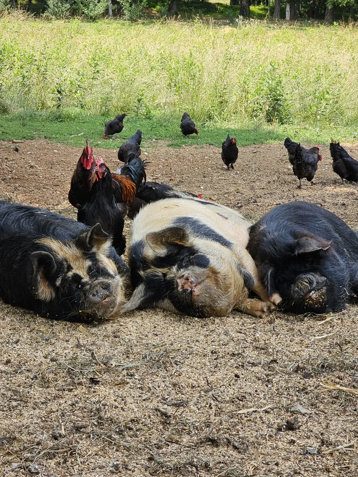 Thornfield Heritage Farm LLC